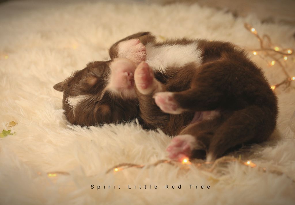 Spirit Little Red Tree - Chiot disponible  - Berger Australien