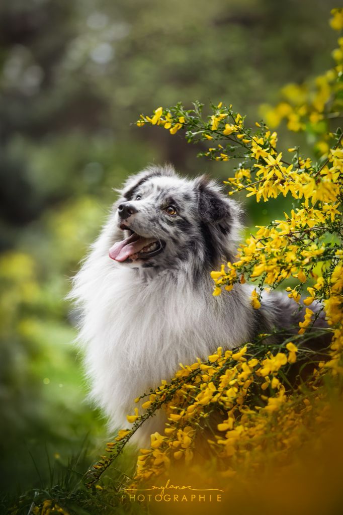 Tahti alnair blue Spirit Little Red Tree