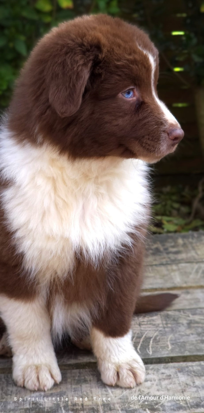 Spirit Little Red Tree - Chiots disponibles - Berger Australien