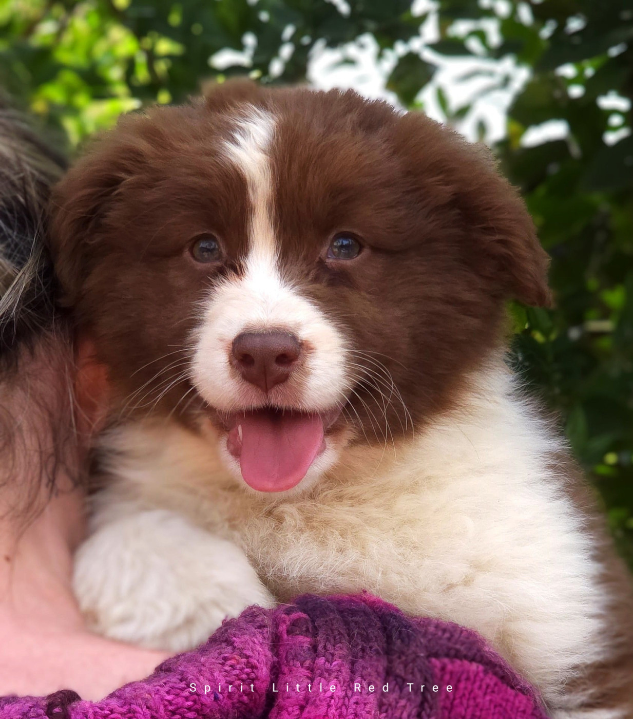 Spirit Little Red Tree - Chiots disponibles - Berger Australien