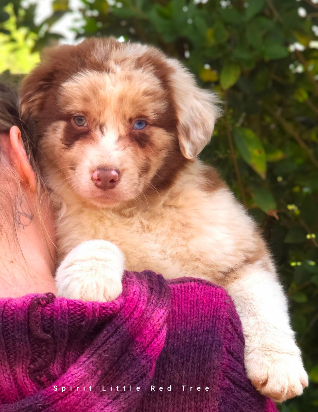 Spirit Little Red Tree - Chiots disponibles - Berger Australien