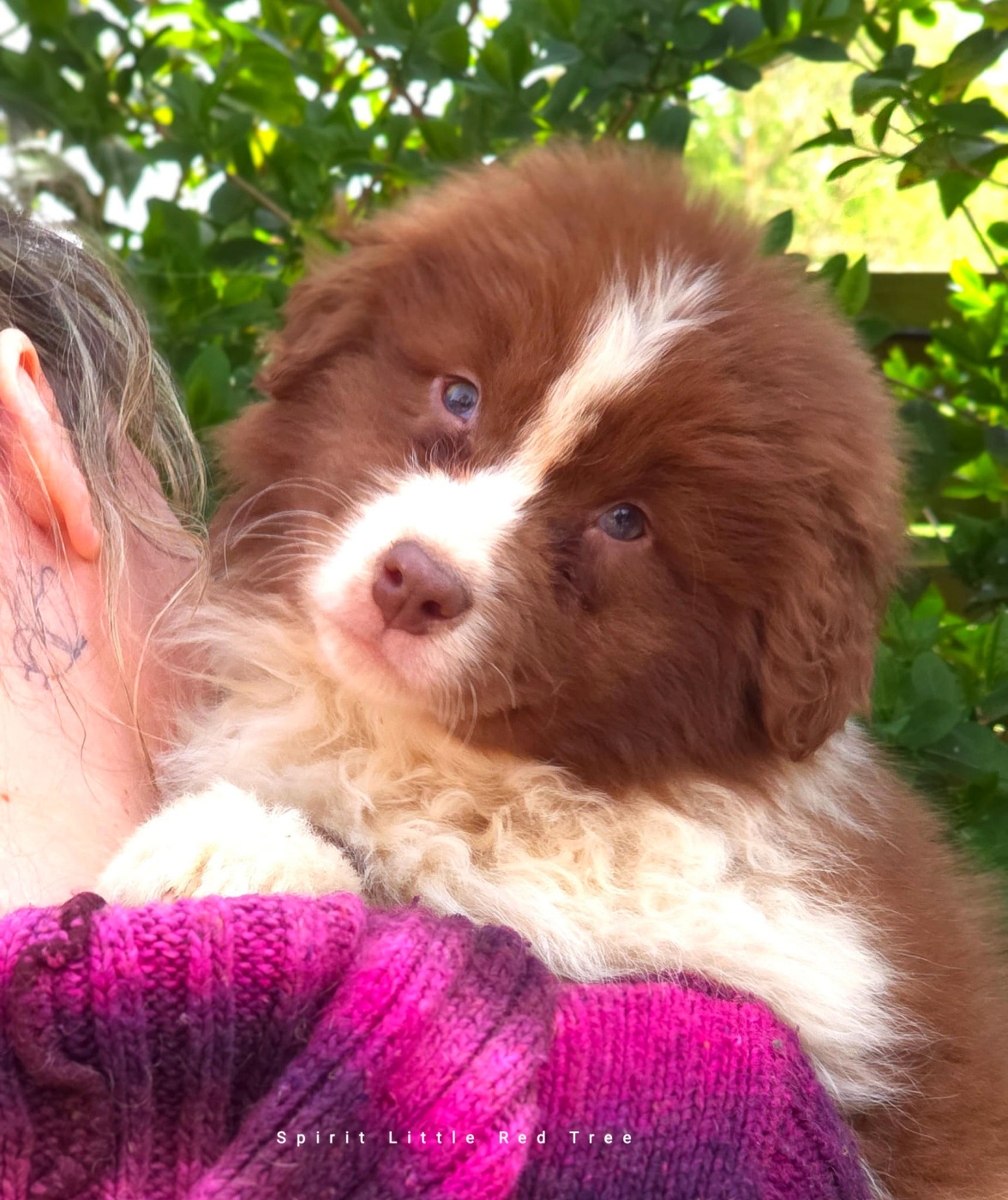 Spirit Little Red Tree - Chiots disponibles - Berger Australien